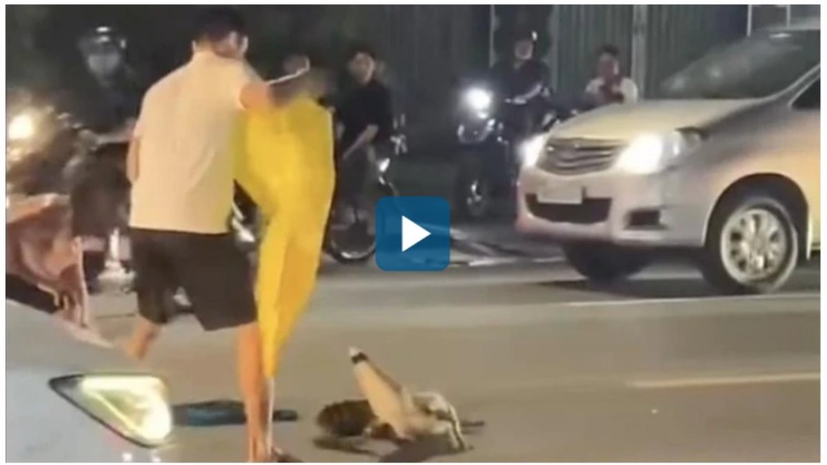 [Clip] Thót tim cảnh cá sấu "dạo chơi" trên đường ở TP Đồng Nai, người dân vây bắt trong đêm